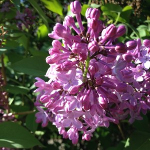 lilacs_2014_06_05