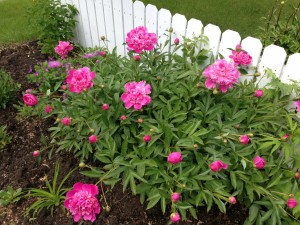 peonies